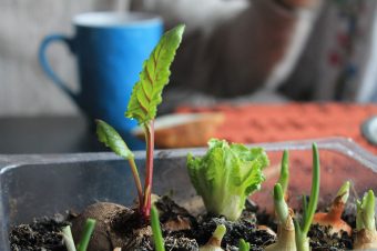 Sustainable home in Torrevieja: Grow vegetables at home.